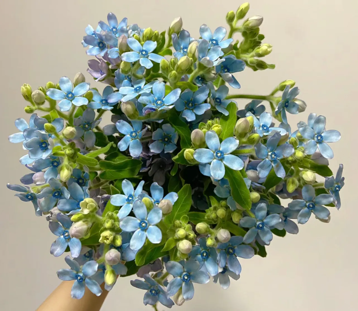 Loài hoa mọc hoang dã, mang đậm nét tự nhiên của cỏ cây đồng nội